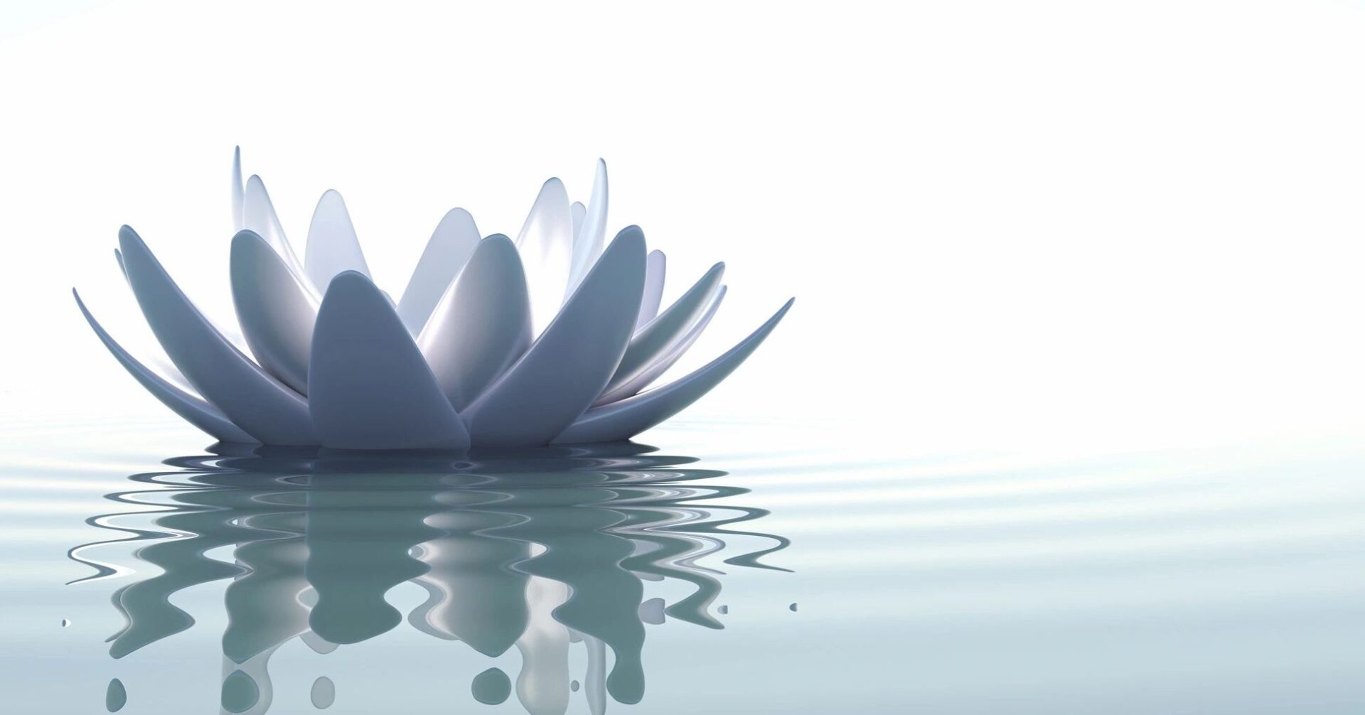 A white flower floating on top of water.